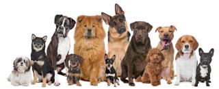 Dogs
